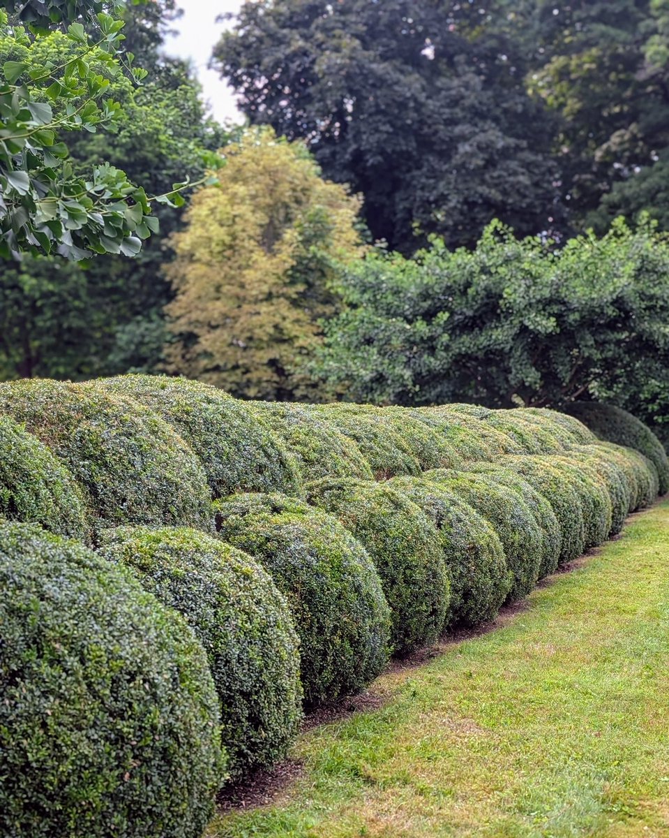 Do you have boxwood? How do you care for it? I cover mine in winter and groom the shrubs in summer. See today’s themarthablog.com to learn how these precious plantings are trimmed.