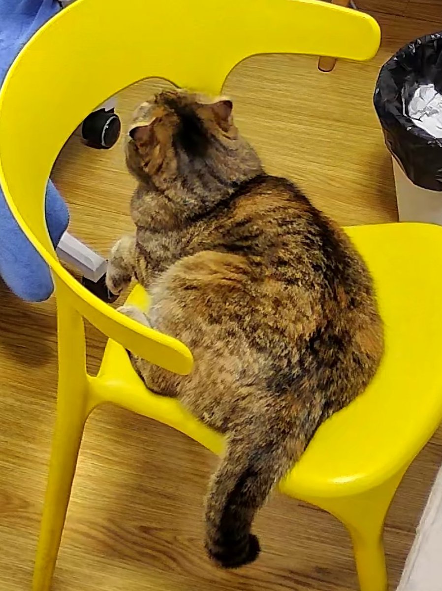 吃吃吃！吃吃吃！只要不吃超重，越肉肉越毛绒绒妈妈越喜欢🥰🥰🥰