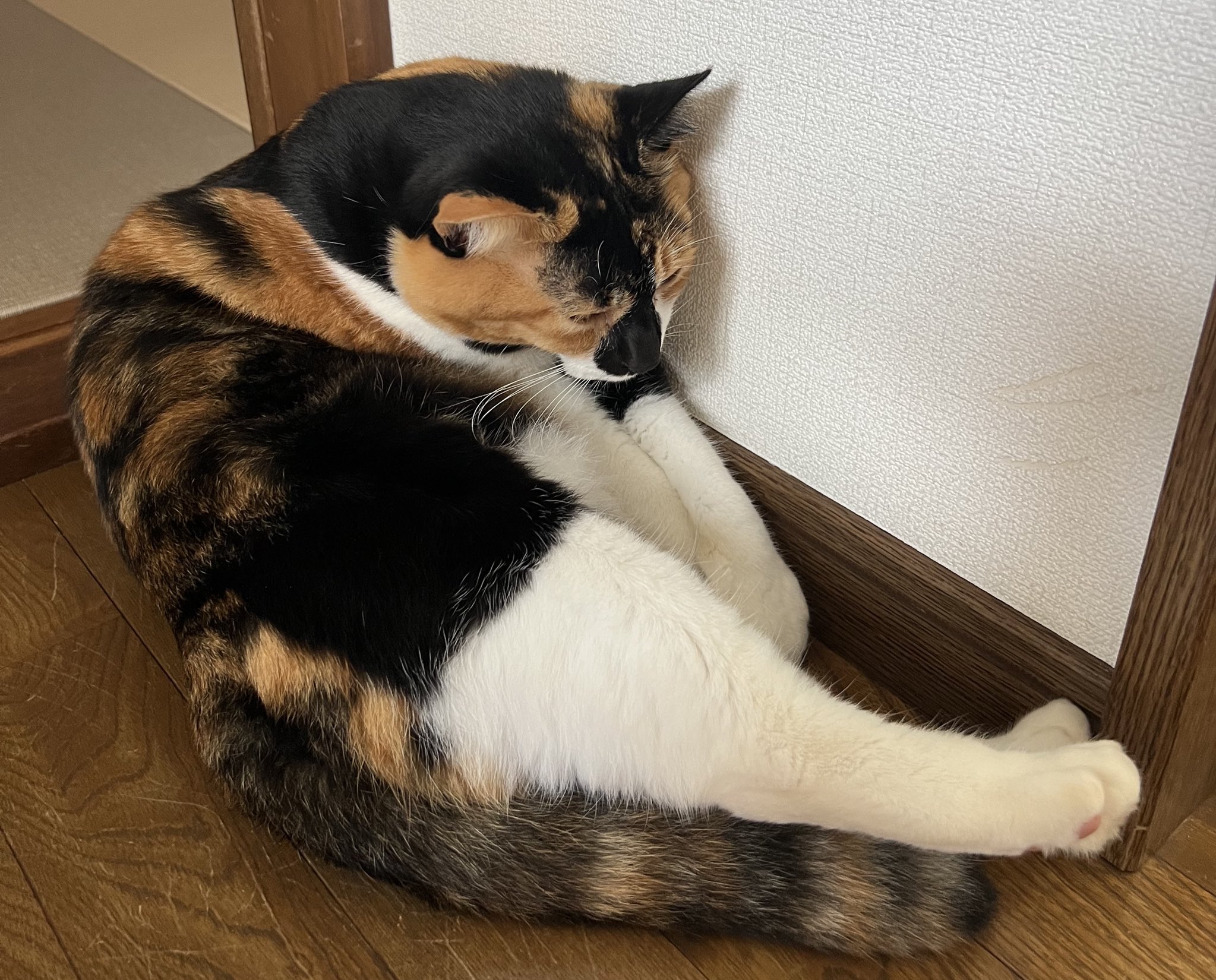 三毛猫様♡ありがとうございます♡ 三毛猫はなこ (@hanako20180721) / X