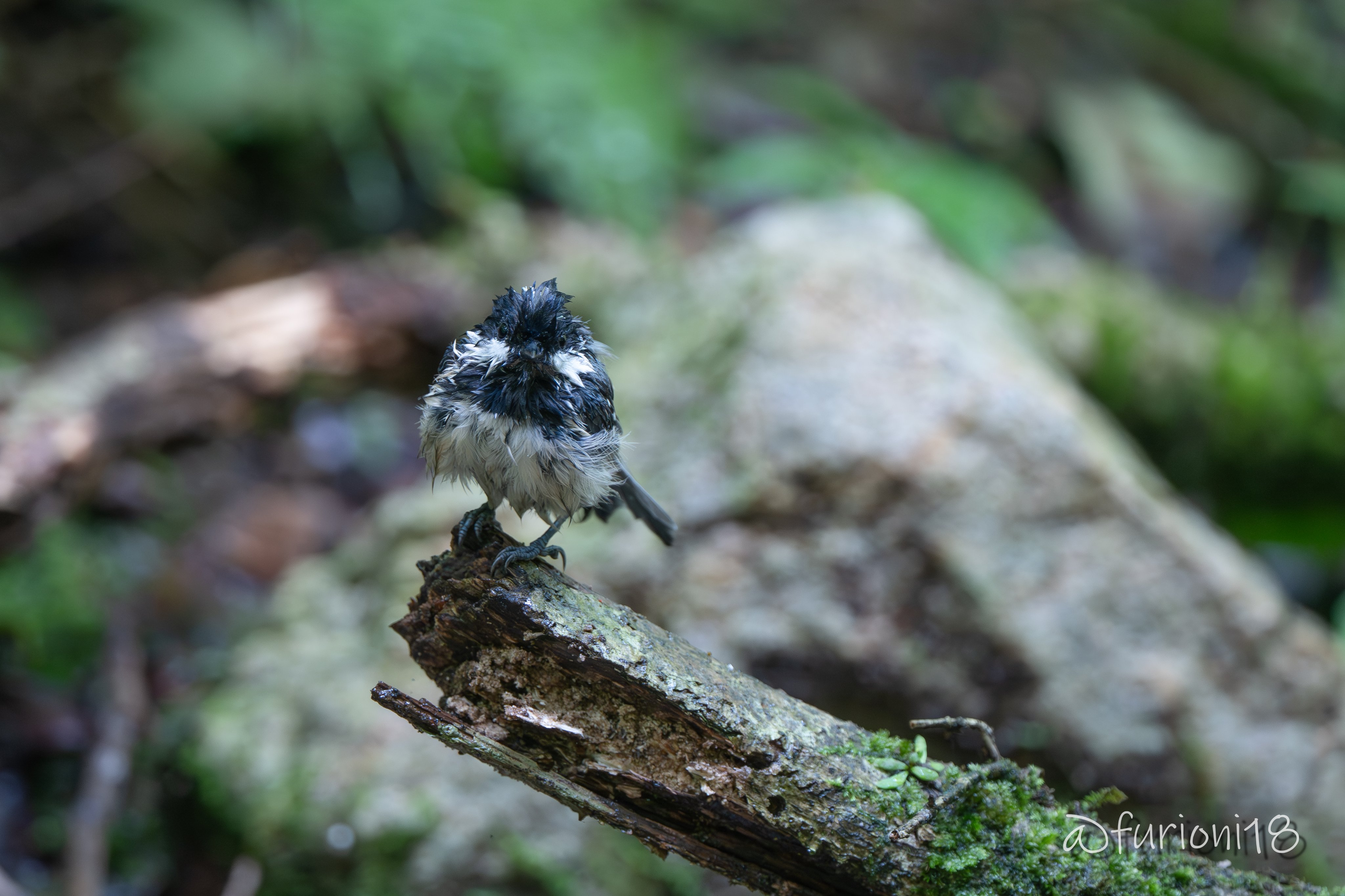 鳥野のカラス Z7」初撮り、カラスとヒヨドリに大満足! | 野鳥と遊ぶ❗️福岡発