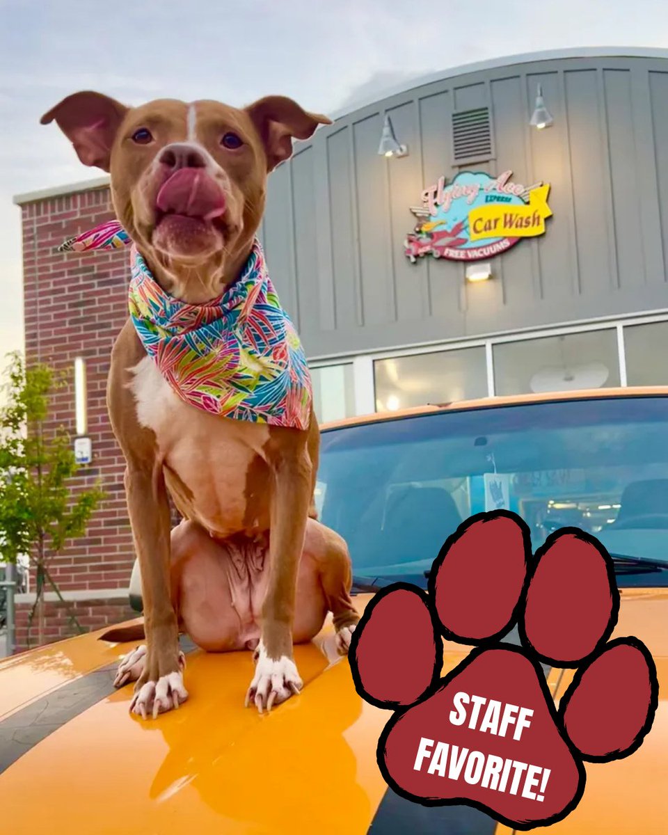 Flying Ace Express Car Wash tweet media