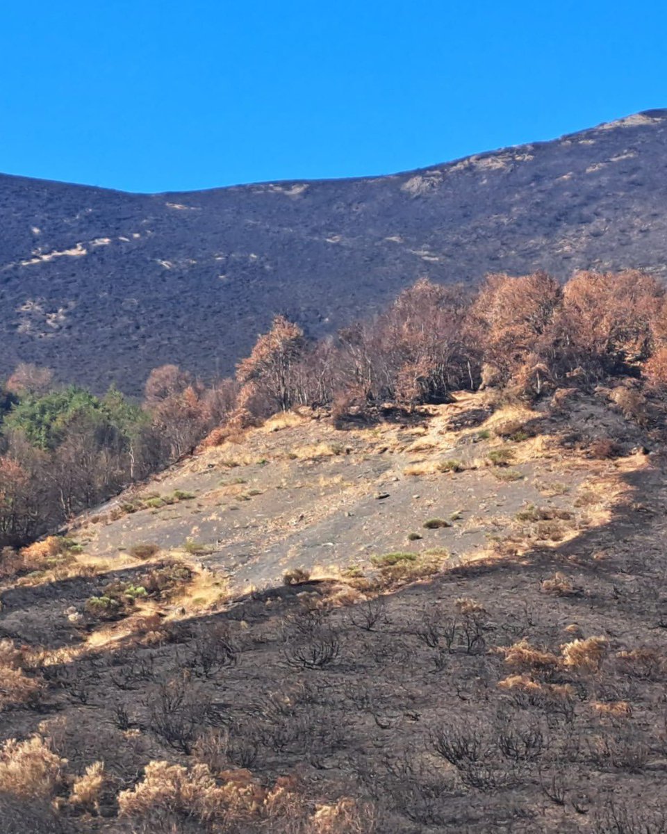 Tras un incendio, el paisaje parece desolador… pero la naturaleza sabe cómo regenerarse.

Matorrales se recuperan en 2-3 años y bosques de pinos, encinas o robles muestran brotes en meses.

🔗Más info: ow.ly/BgV350WLZ8t

#UniversidadDeLeón #UniLeon #IncendiosForestales