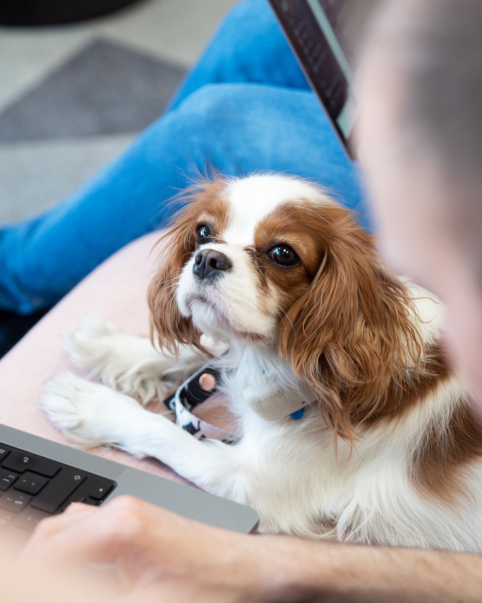 Applifting tweet media