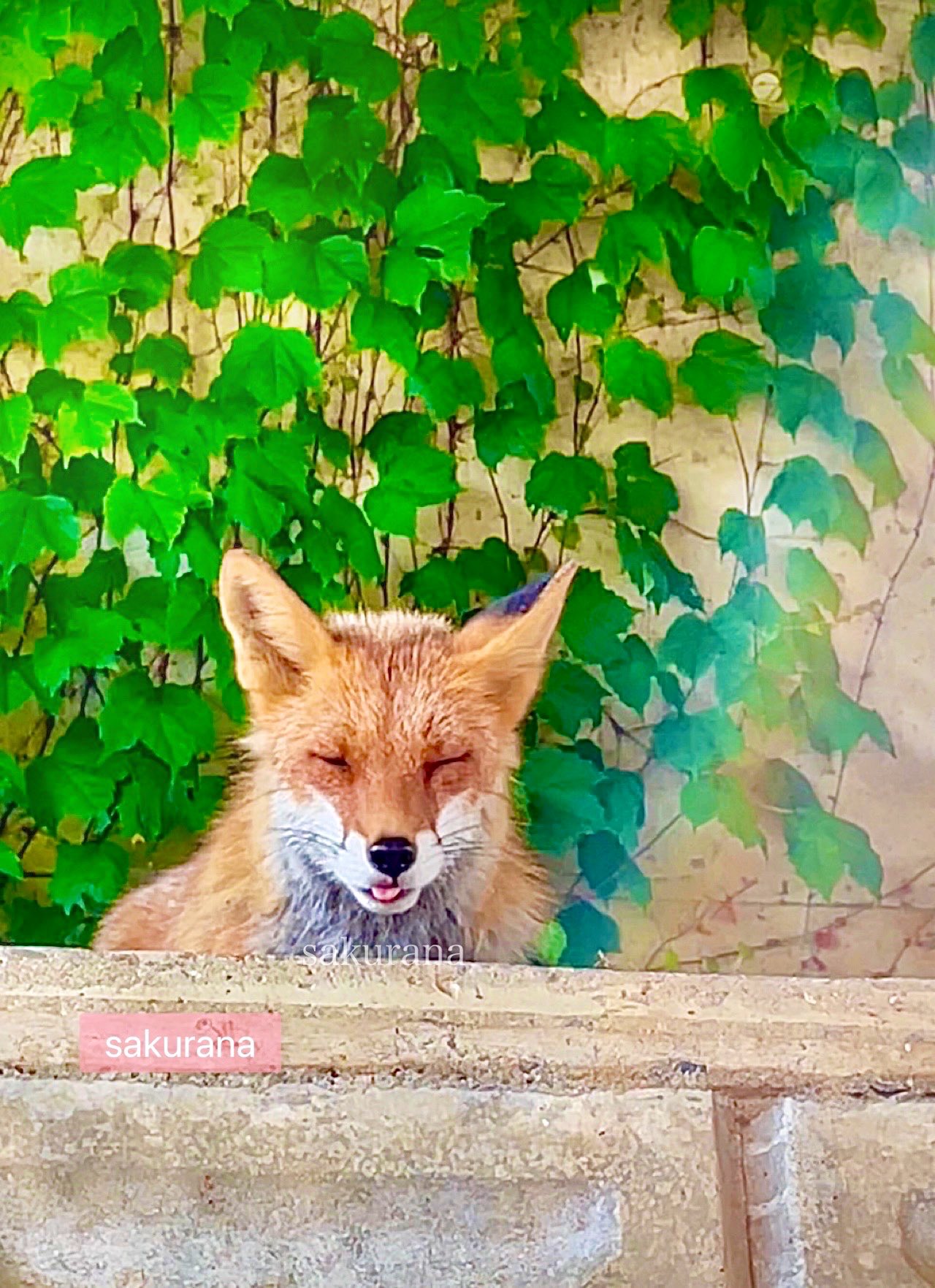 さくらな❀ on X: 