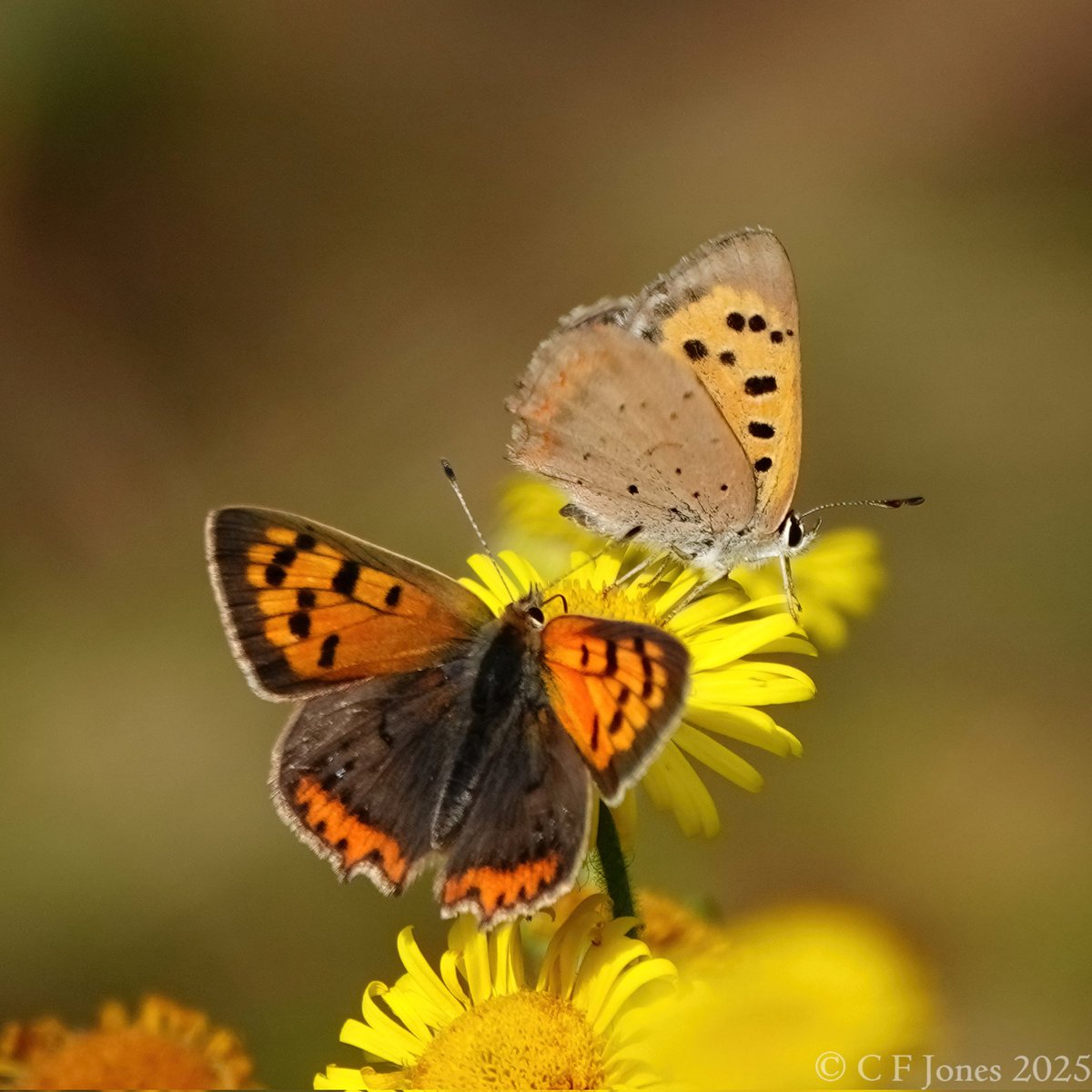 Craig Jones (@craig63jones) on Twitter photo Don't know whats happening over the rest of the UK but Small Copper having an excellent second brood here in Worcestershire
<a href="/BC_WestMids/">West Midlands Butterfly Conservation</a> <a href="/savebutterflies/">Butterfly Conservation 🦋</a> Don't know whats happening over the rest of the UK but Small Copper having an excellent second brood here in Worcestershire
<a href="/BC_WestMids/">West Midlands Butterfly Conservation</a> <a href="/savebutterflies/">Butterfly Conservation 🦋</a>