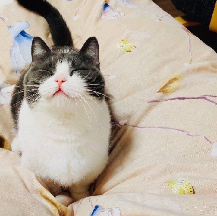 น่ารักทั้งคนทั้งแมว น้องถั่วเรียกแม่สิลูก