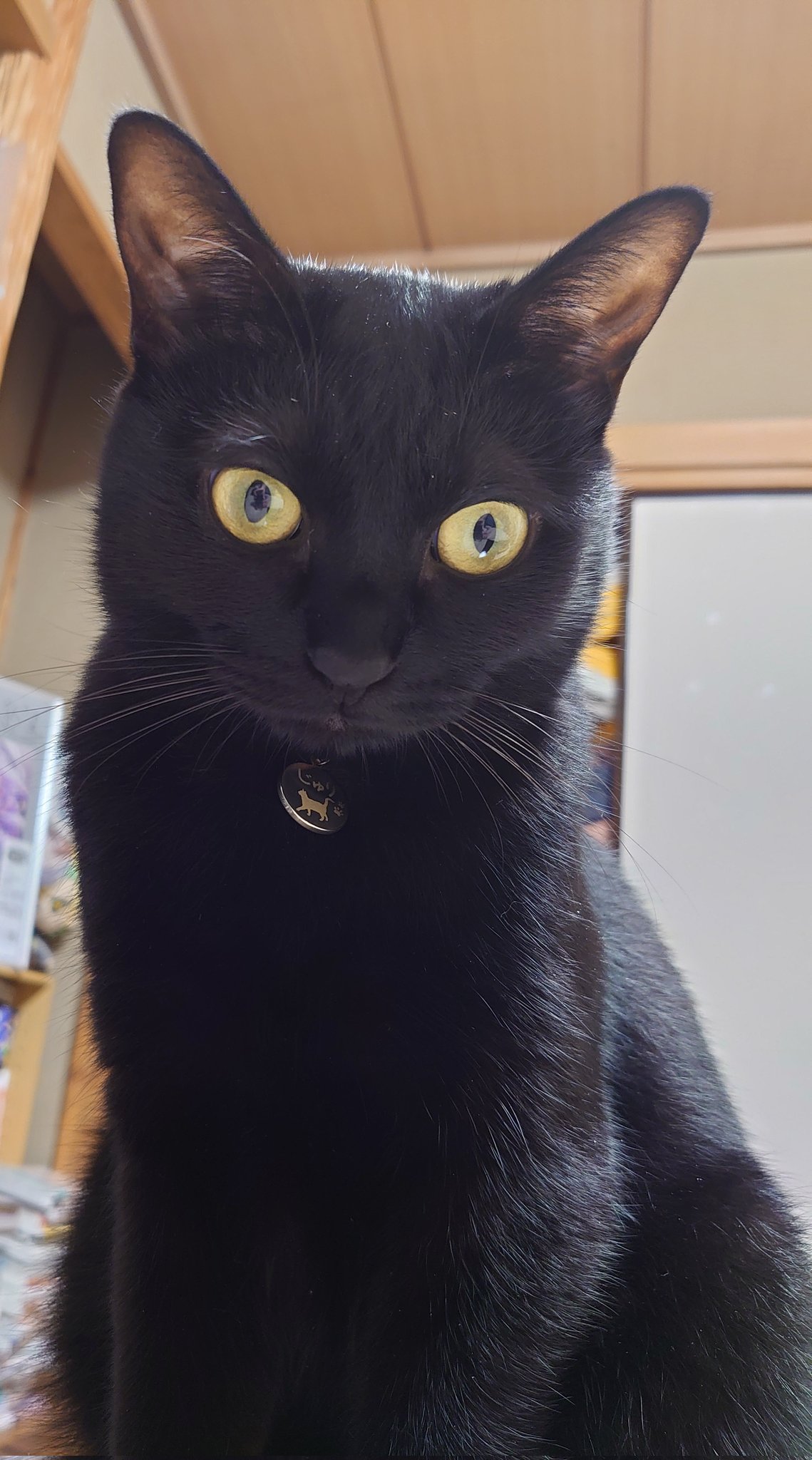 食べちゃう(黒猫) じぇしー on X: 