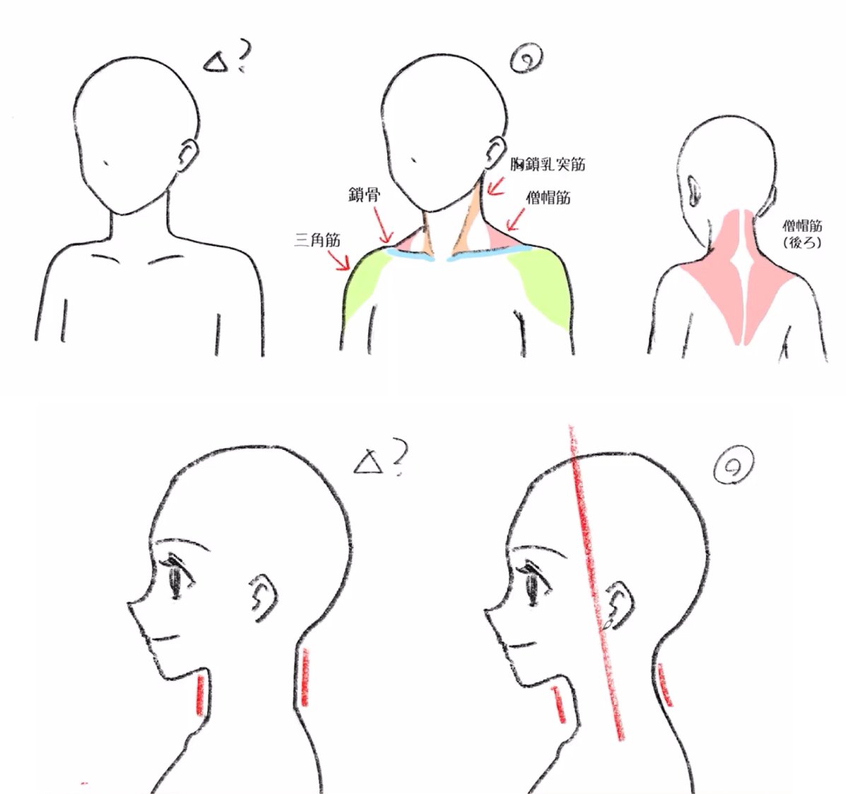 首や肩まわりを描くと違和感が出てしまう人は、3つの筋肉と首周辺の骨格を押さえましょう！

・鎖骨の位置と3つの筋肉の動きを把握し、繋がるように描く
・首は真っ直ぐでなく、やや斜めに描く

大まかな骨格と主要な筋肉の位置や機能知るだけで、自然な人体に近づきます！