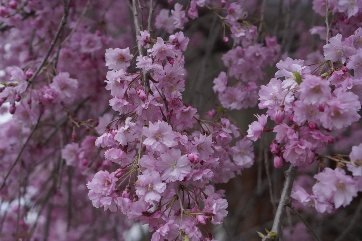 Tahmid’s Photos tweet media