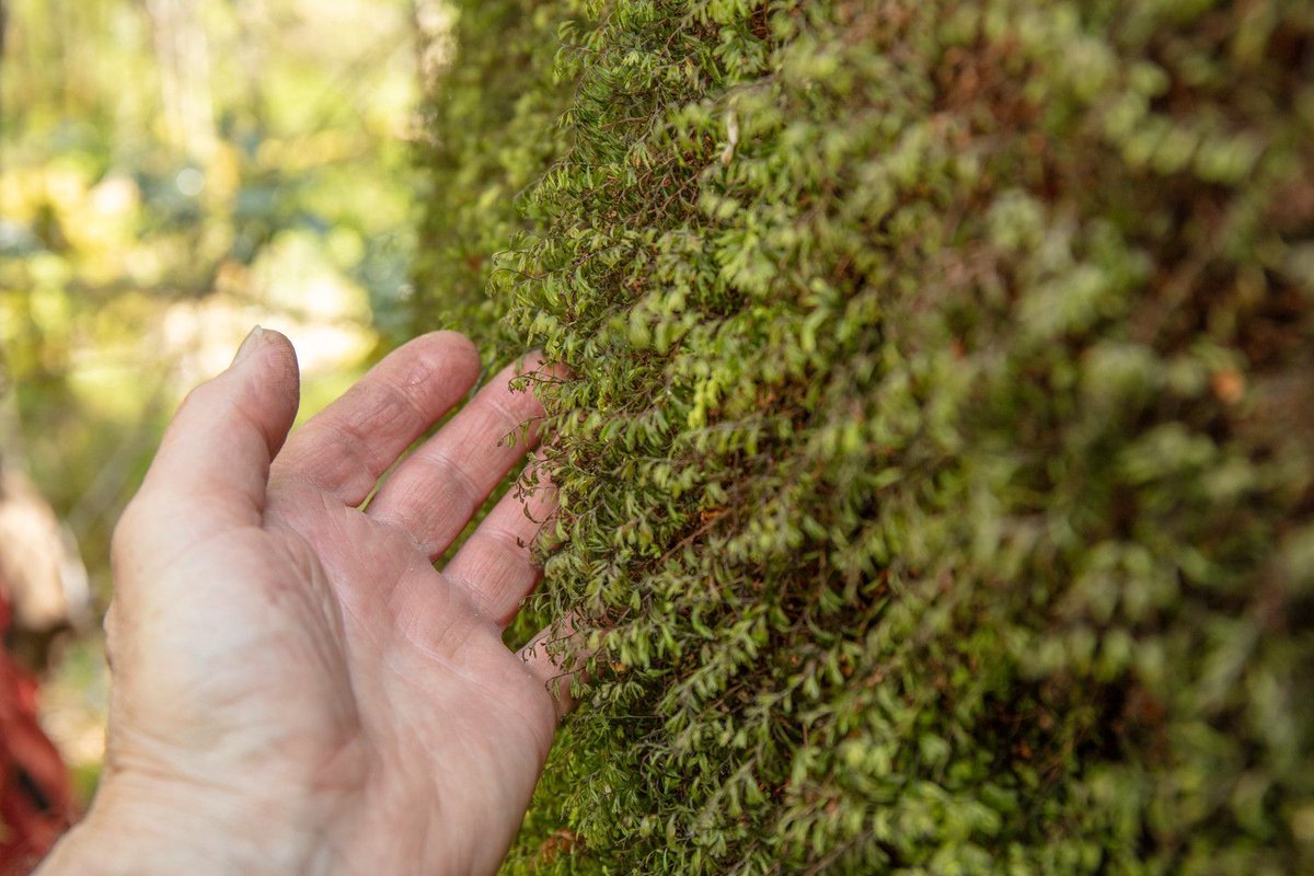 You might see filmy ferns growing in #ScotlandsRainforest. They're easy to mistake for moss or liverworts, but they're very very tiny ferns! The one you're most likely to see is Wilson's filmy fern, named for William Wilson, a 19th century botanist. 📷 John MacPherson