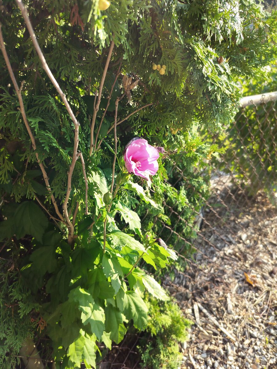 Tahmid’s Photos tweet media