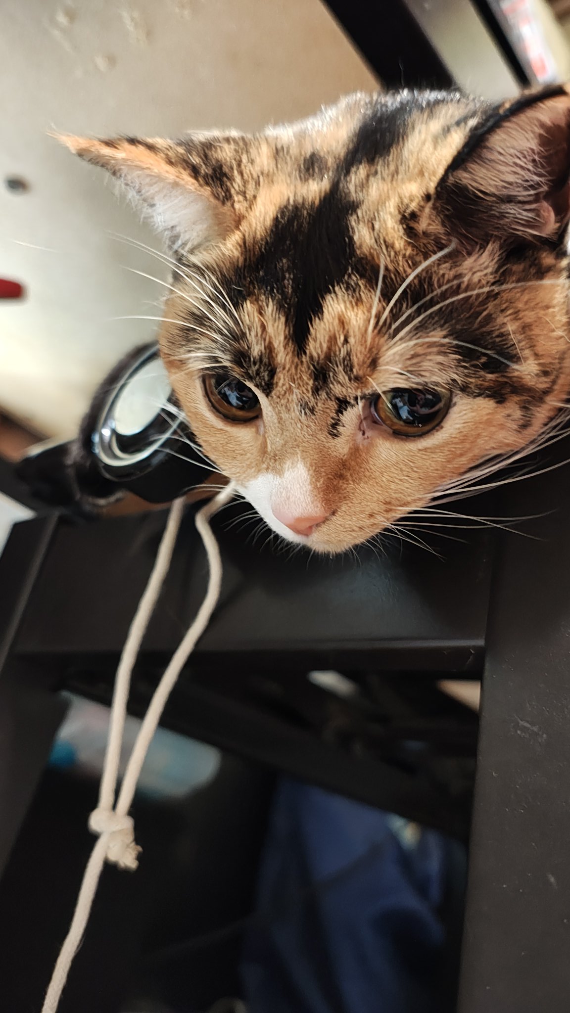 ネコます キャットタワー カーザ: ペット