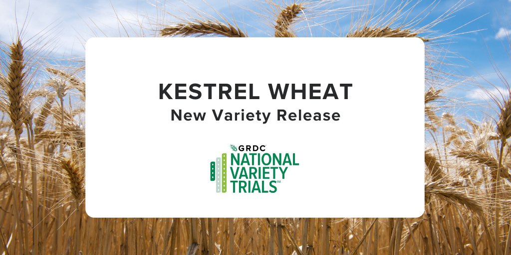 <a href="/GRDC_NVT/">GRDC National Variety Trials (NVT)</a> would like to announce that @Intergrain1’s Kestrel Wheat is now commercially available! 

For all the NVT results on yield, quality, and disease ratings head to nvt.grdc.com.au.