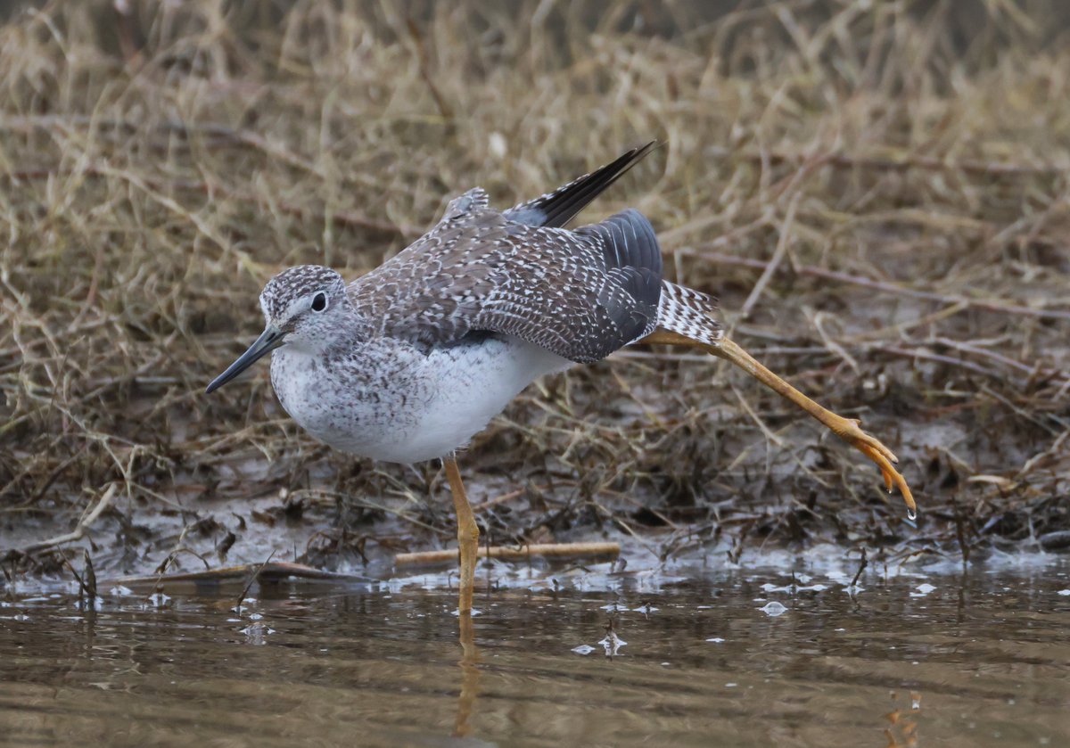 Greater Yellowlegs on 31 Jan and 1 Feb , 2025. Japan.
オオキアシシギ。