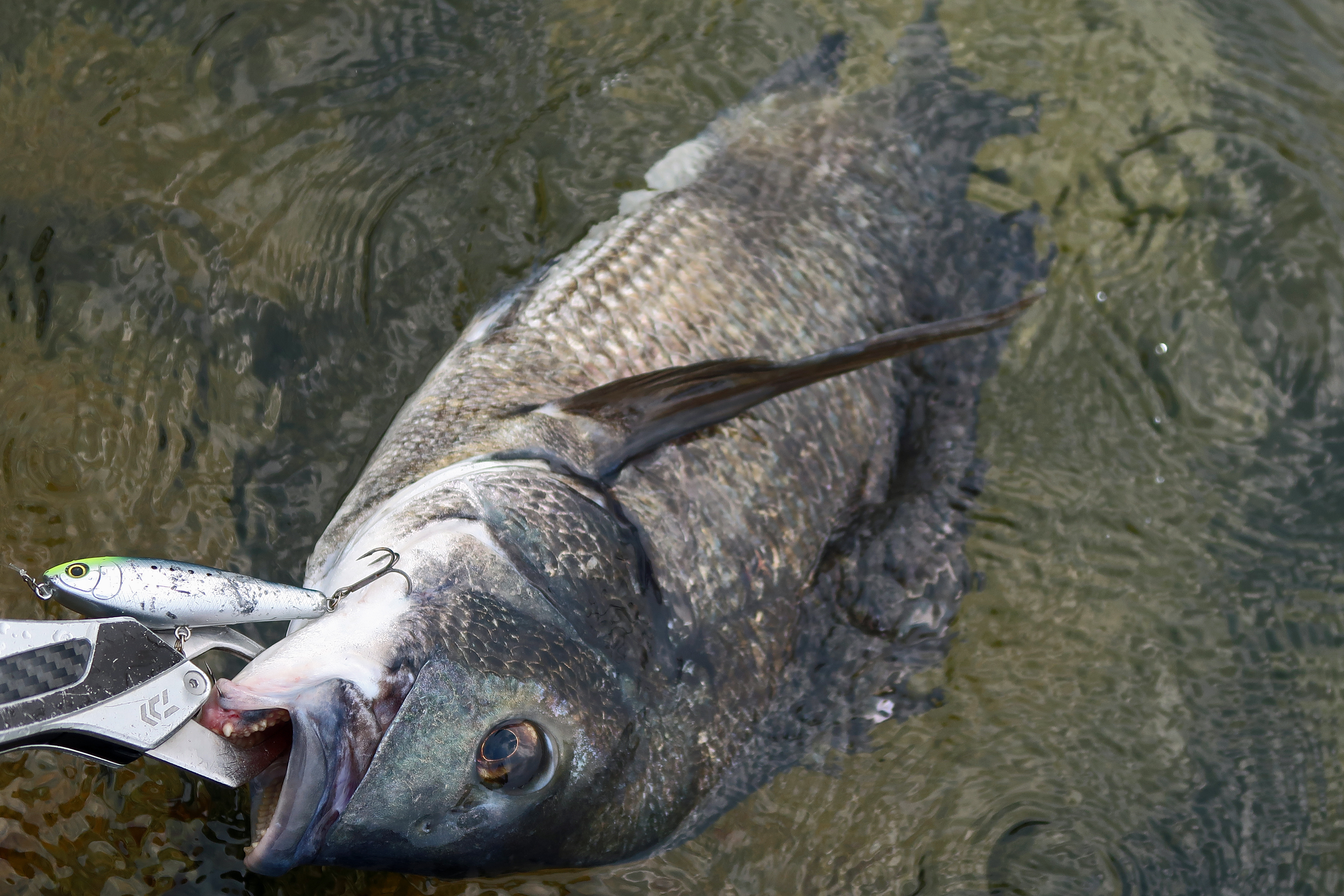 もりぞうさま もりぞー (@morizo57) / X