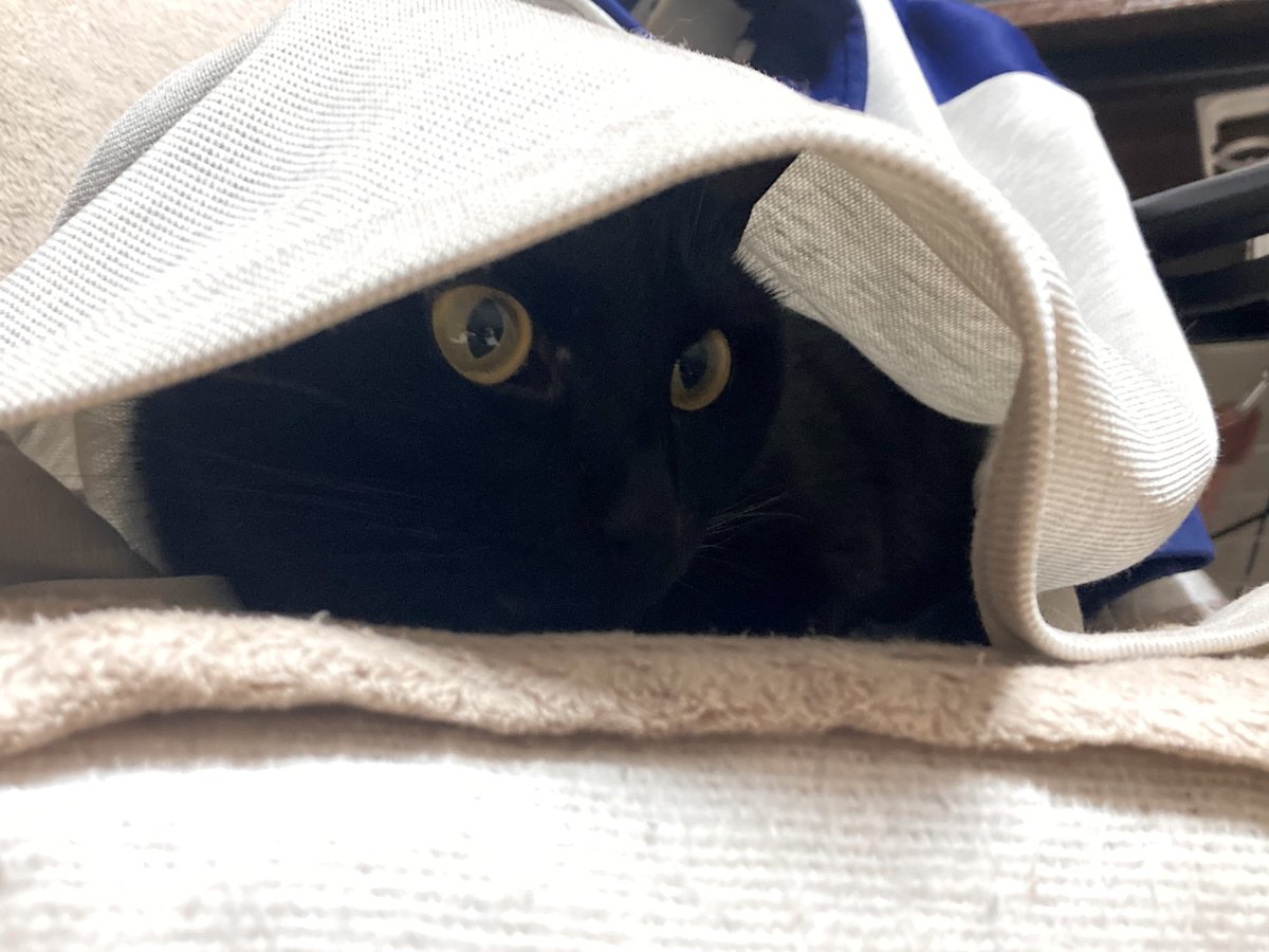 でておいで、おれ
#黒猫
