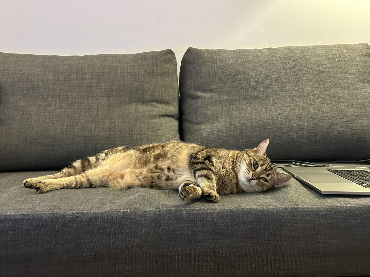 집사 자리 비우면 바로 둔느는