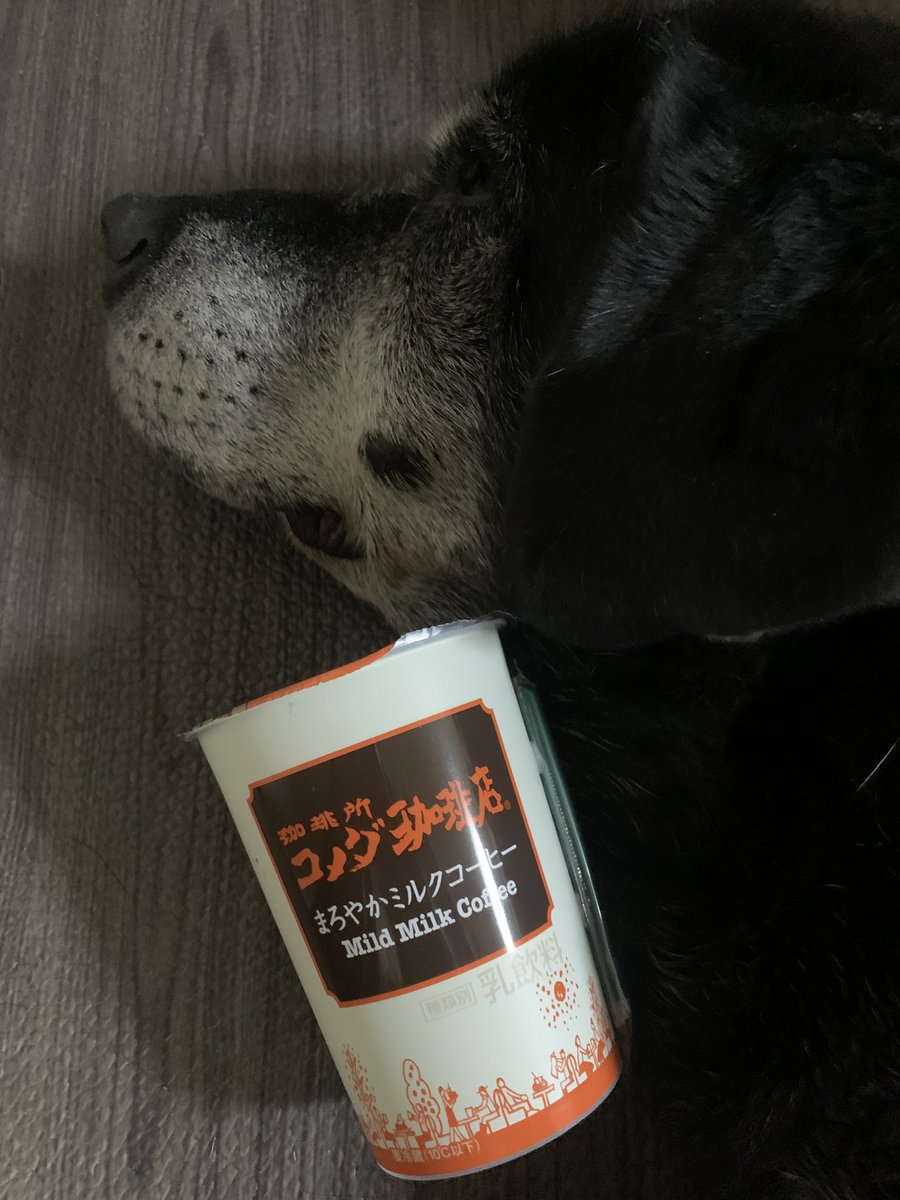 up2you_sui_sui's tweet image. 名古屋のよいーんぃーんいーん
#世界犬の日 
#元盲導犬