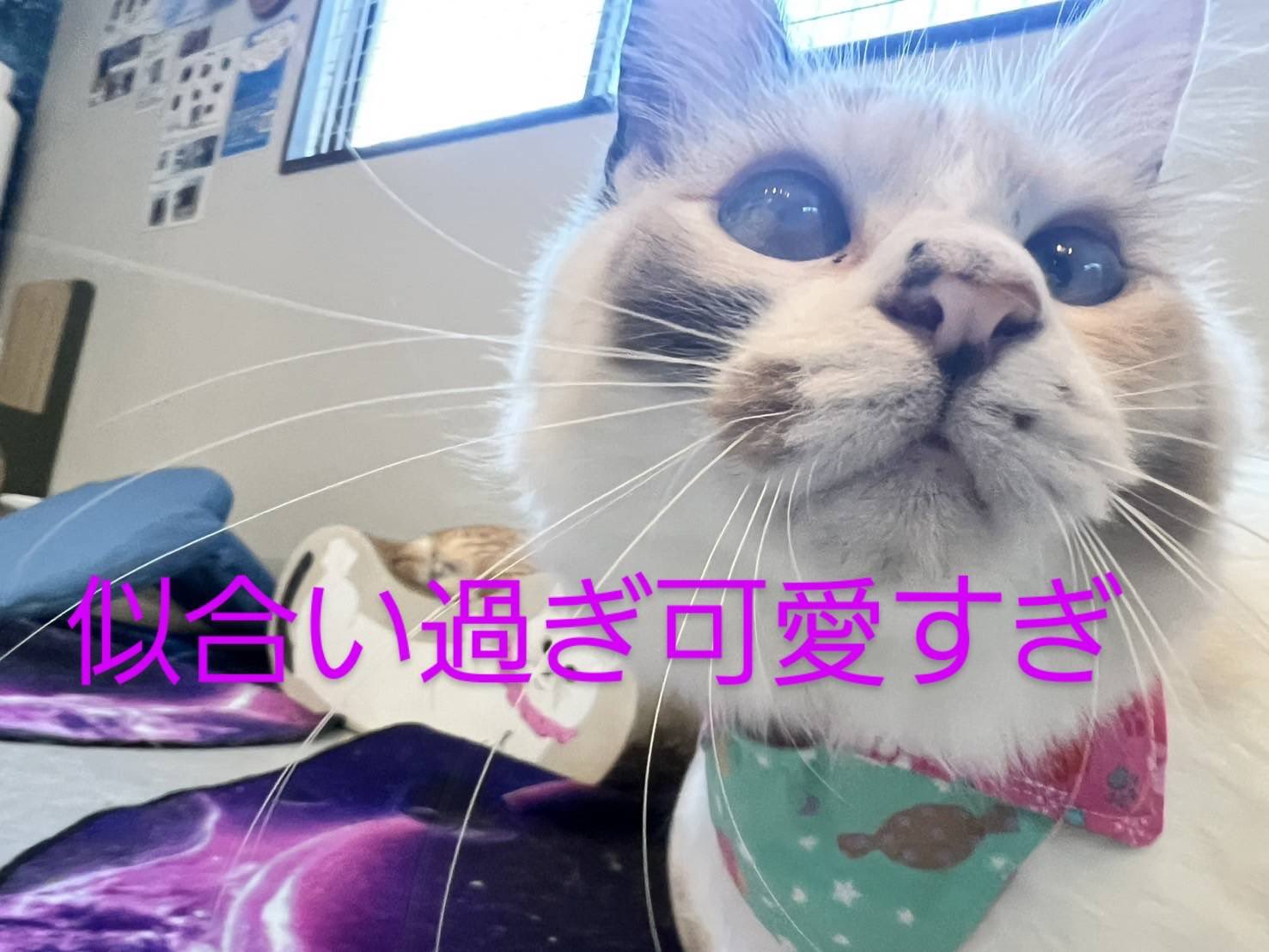 ねこねこ様  ハンドメイド ハンドメイド〜作品紹介♪〜｜ソーイングスクエア