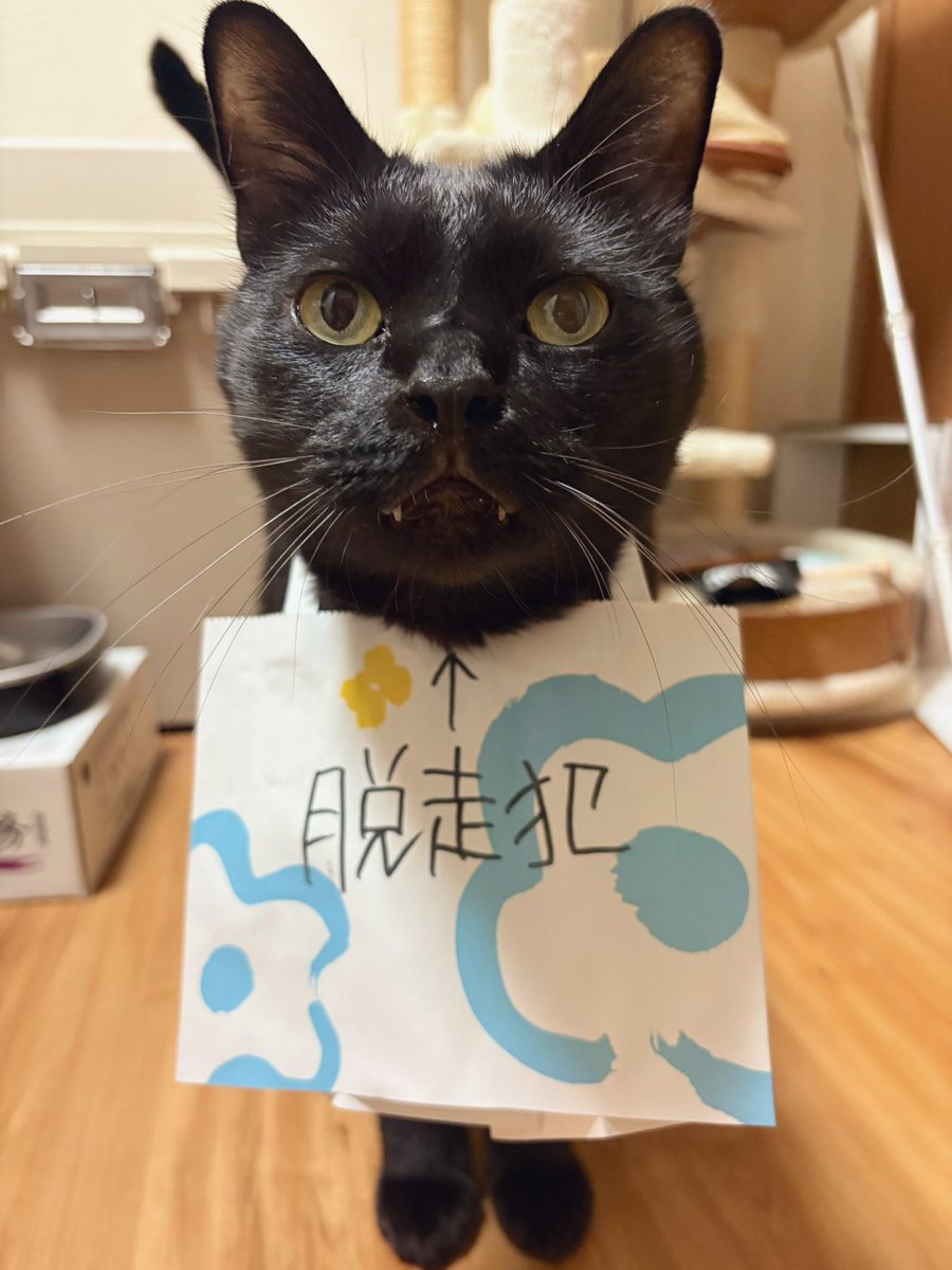 黒猫ジジさん on X: 