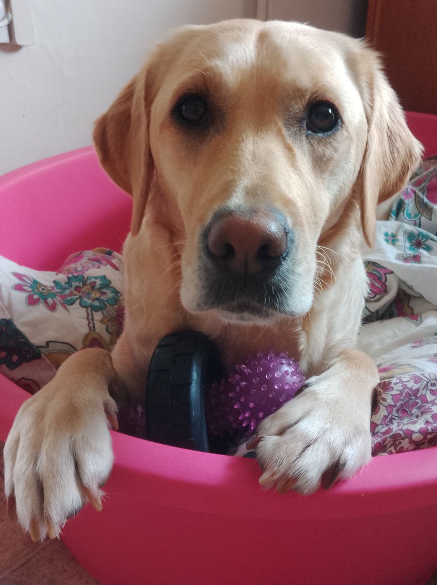 MattDrabble01's tweet image. Happy #InternationalDogDay this is Summer our second rescue dog #AdoptDontShop