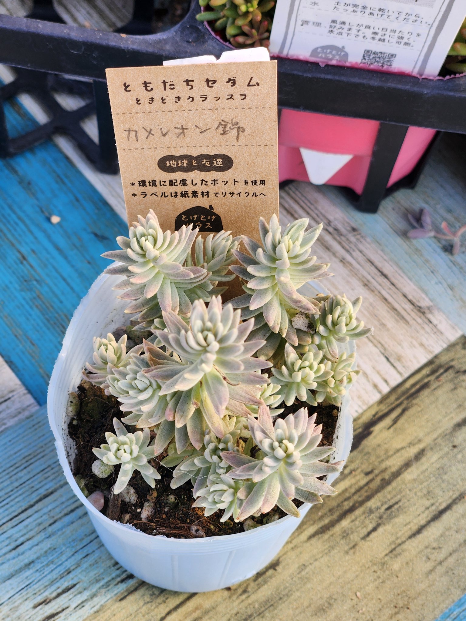 多肉植物好き - Search / X