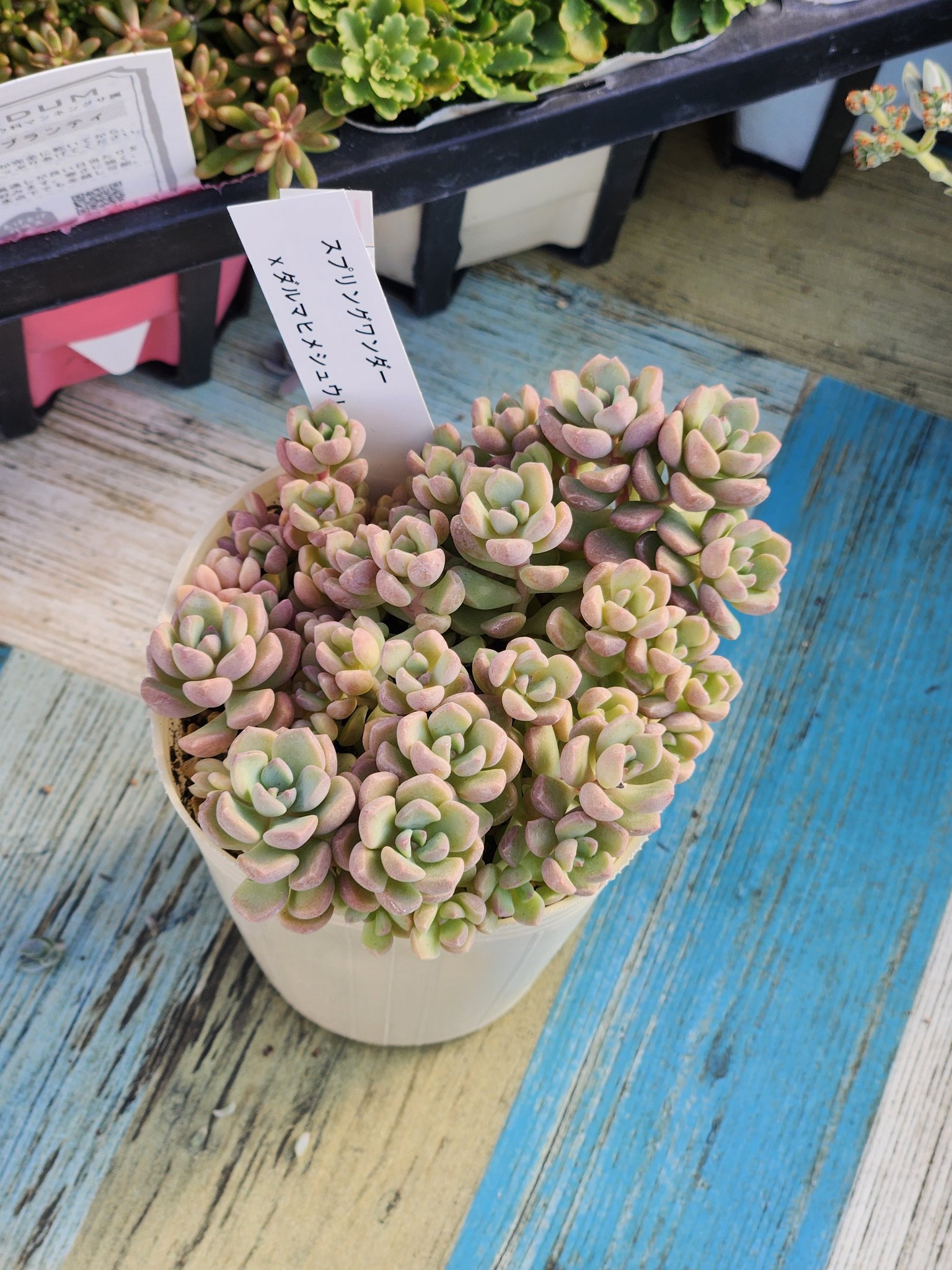 多肉植物好き - Search / X