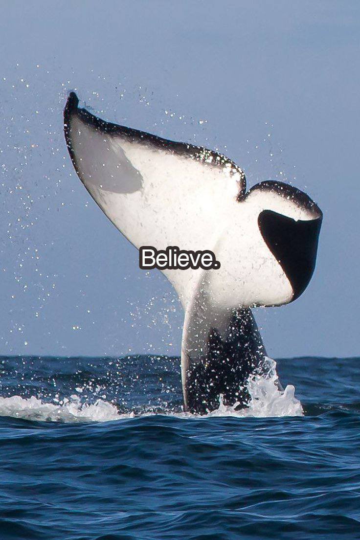 Most people wait for a green chart before they “believe.”
But the real conviction shows when it’s quiet, when only culture is moving.

That’s why $Orcasm is different — it’s already built that backbone.