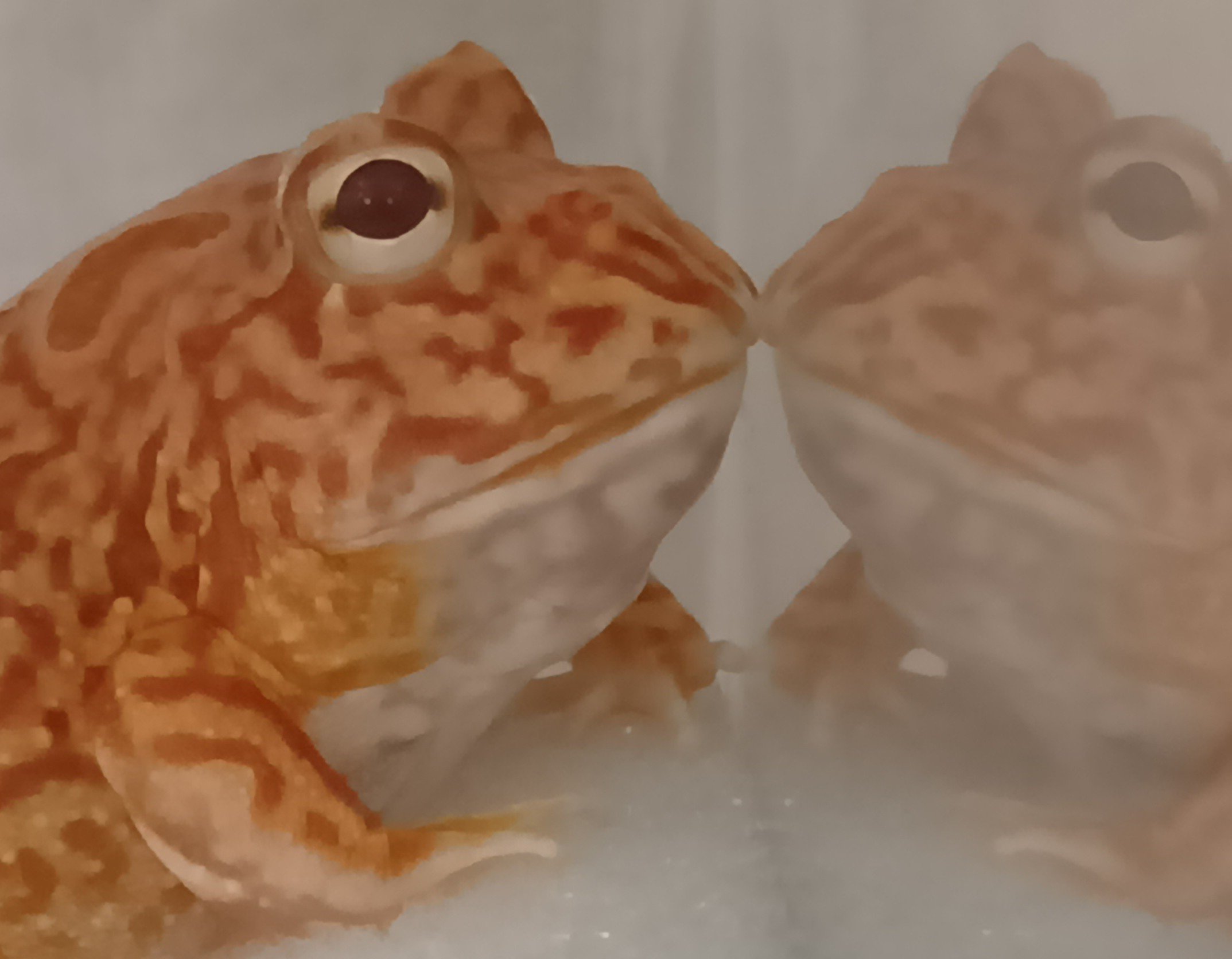 おさるです♡ FROGMANJAPAN__frog frogg Frog FROG FROGG かえる ｶｴﾙ 蛙