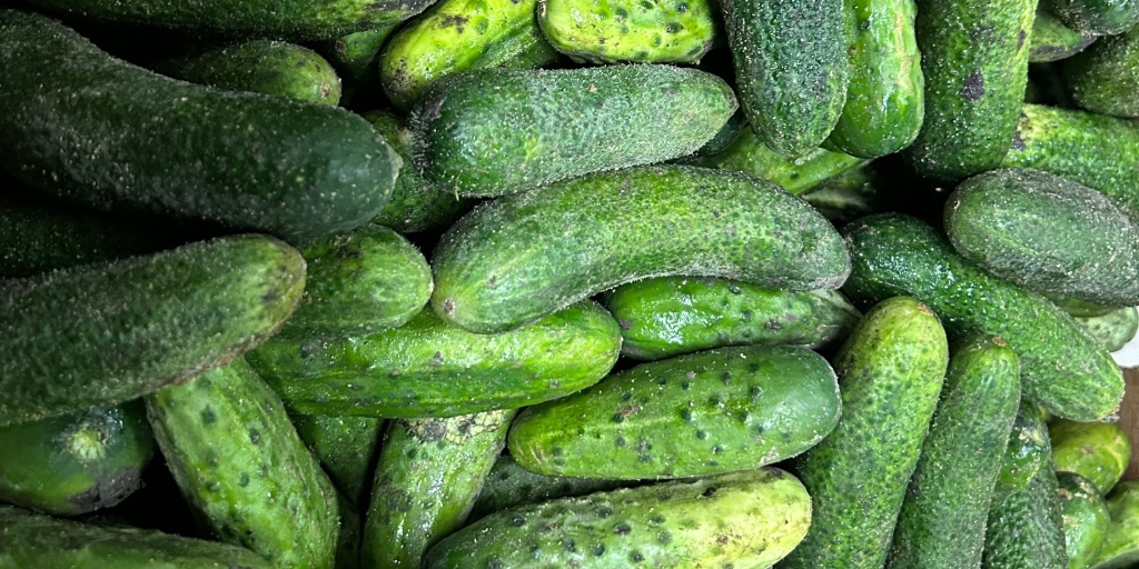 🌽🥒 Thank you, Newhaven Colony, for the generous gift of fresh corn &amp; cucumbers! We’re grateful to share these with our guests this week—nourishing meals &amp; full hearts. 💛
lighthousemission.ca
#LighthouseMission #EveryoneMatters #LoveAllServeAll #Gratitude #CommunityCare