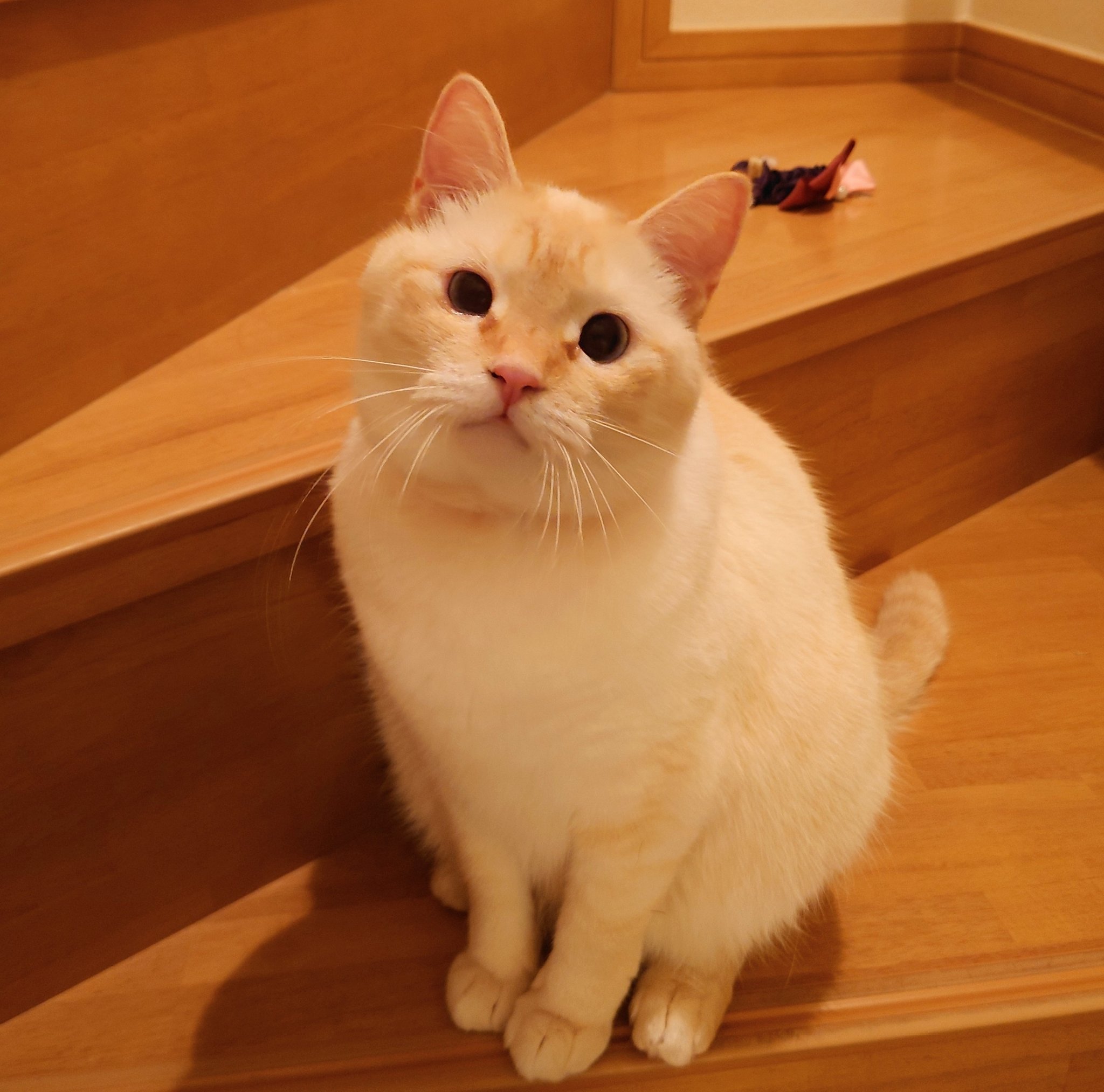 Obagi - ゆきねこ slNzGlhH_200x200.png