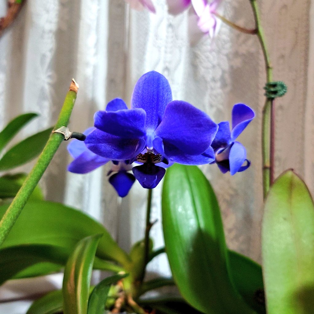 胡蝶蘭
ブルージーン🪻🪻🪻
脇芽から３輪　
無事開花

もう少し花が開いて
綺麗な形になると思います😊

藤井風さんの歌詞
「Workin’ Hard」

みんなほんまよーやるわ 
めっちゃがんばっとるわ 
わしかて負けんよーにな 
ひそかに何かと努めるわ 
なんも無くたっていいや 
結果なんぞかったりーわ