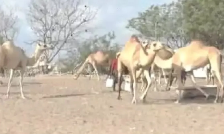 ناقة تتسبب بمعركة في شبوة خلفت قتلى وجرحى

26 سبتمبر نت:-

قتل جندي من المرتزقة وإصيب اخرين في اشتباكات مسلحة مع مسلحين قبليين على خلفية قتلهما ناقة تابعة للقبيلة.

وقالت مصادر إعلامية ان جندي مرتزق من مايسمى بقوات محور سبأ لقي حتفه، وأُصيب اثنان آخران، أمس، في اشتباكات مسلحة مع