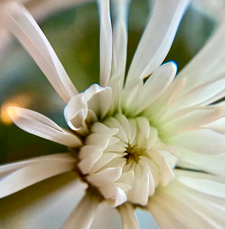 thafarel's tweet photo. Flower captured through my new lens ball. Excited to try it out more. Wishing everyone a happy Tuesday! 😊 https://t.co/ww7b8p0dyP