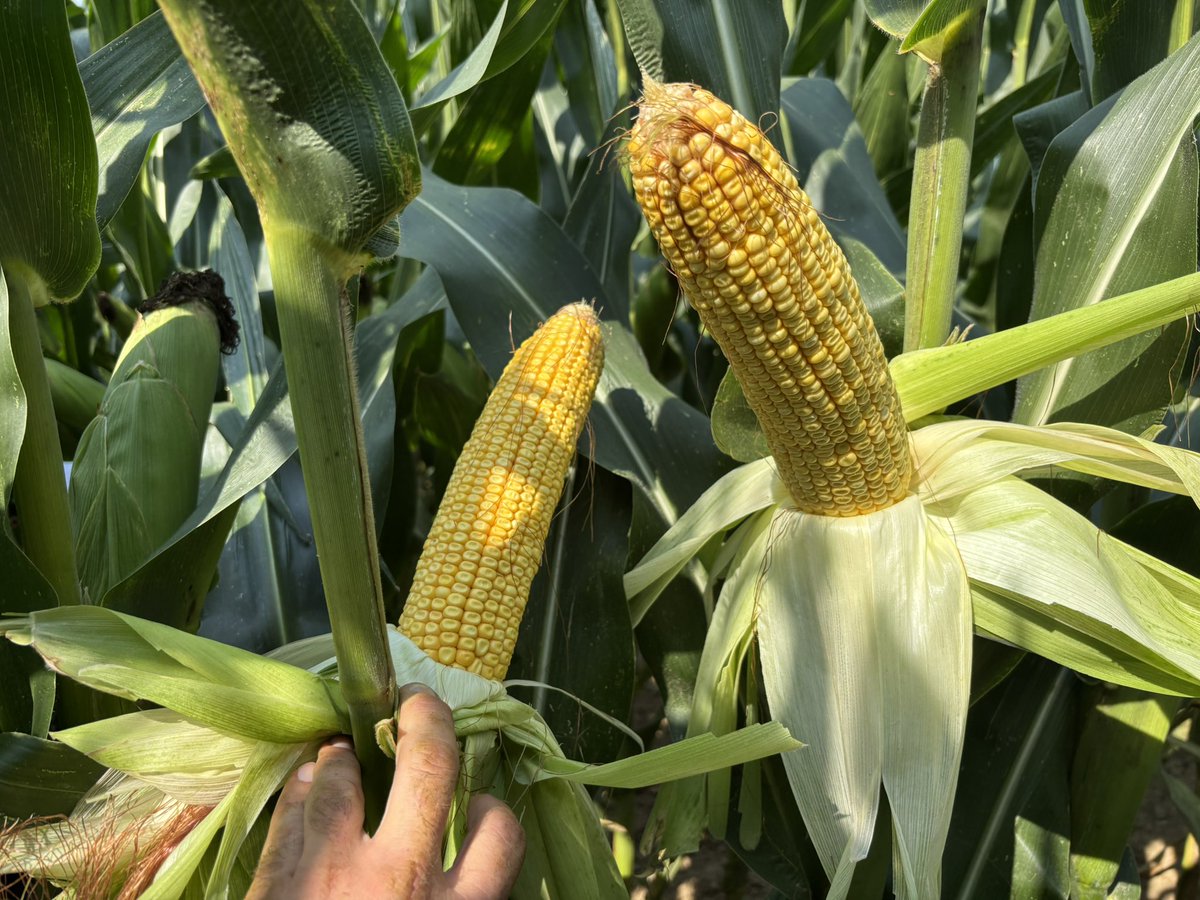 Test d’un indice 650-700 semé le 30 avril ! Test à densité 64 et 72 000 en limon profond. 
On a l’impression qu’il n’a pas subi le même été que les autres 😳
Épi en 22x40 / 20x40 
Avec la pluie d’annoncée ça peut faire quelque chose ! 
Des choses intéressantes ds 1 essai 320-700