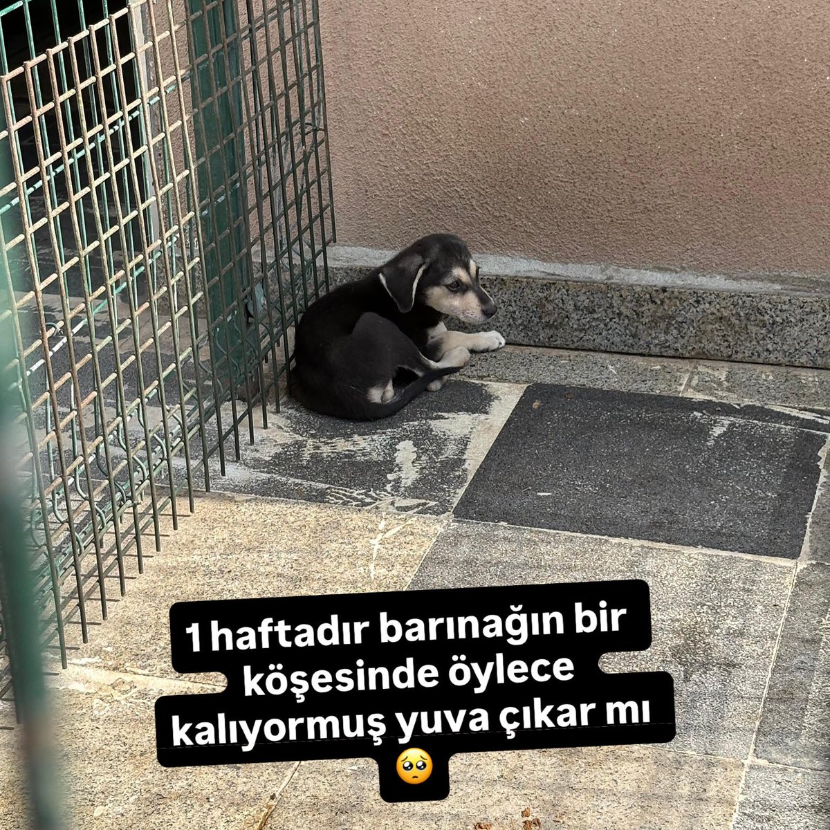 1 haftadır böyle kalıyormuş bir kölede yuva çıkar mi acaba 

Twitter @animallover 

#SokakHayvanlarıSahipsizDeğil