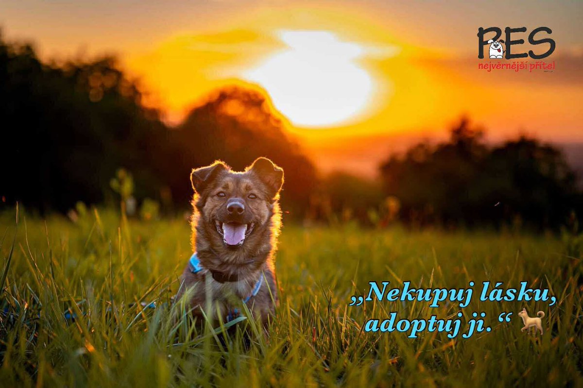 🐾 Dnes slavíme Mezinárodní den psů! 

👉 Pokud chcete dnes udělat radost nejen svému pejskovi, můžete:
• darovat pejskovi z útulku šanci na nový život 🏡
• přispět na péči a krmení 🥣
• nebo sdílet příběhy psů, kteří hledají rodinu 🐶
Děkujeme ❤️

#pes #nekupujadoptuj