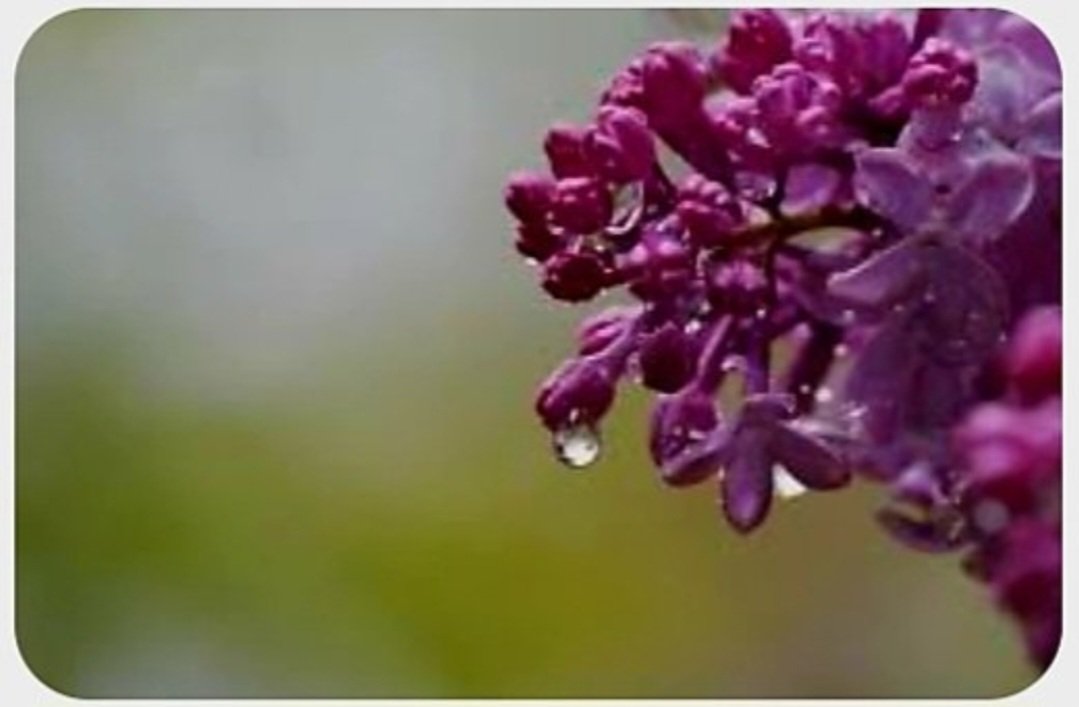 do you remember
our aromatic passion,
such a bouquet of wonder,
sensuous spice
in every touch,
exquisite essence
in every taste,
now, just a scent
of dreams long past,
a thread of lost bittersweet
rainy yesterdays,
reminiscent of
lonely lamenting lilacs.

#InstantEternal  #poem