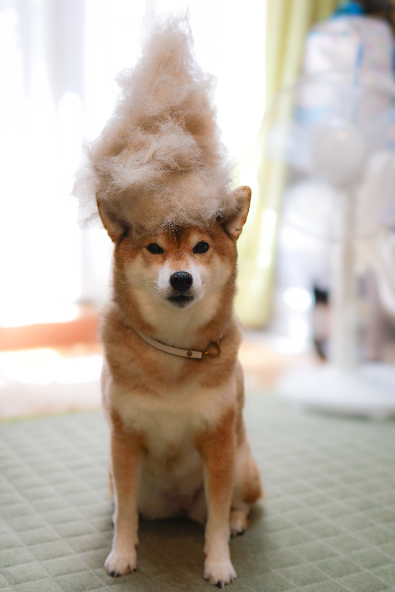 柴犬～日向～ on X: 