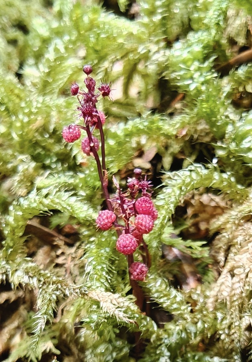 初めてホンゴウソウを見た。菌従属栄養植物を研究している方から、生育環境が近いので虫草を探してたら目に入るはずと言われていた。
ようやく見つけられてホッとしています