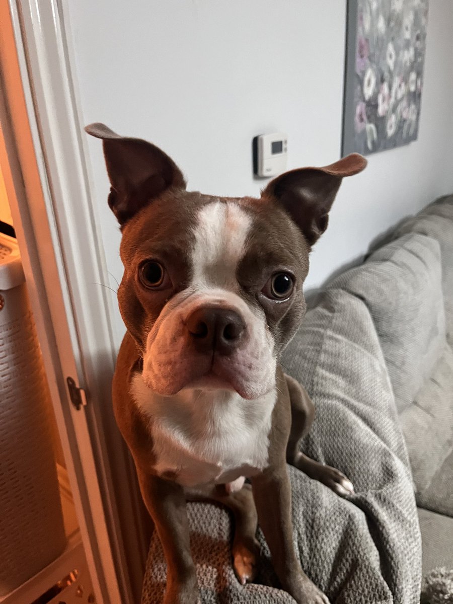 shann 🔜 DREAMHACK tweet media