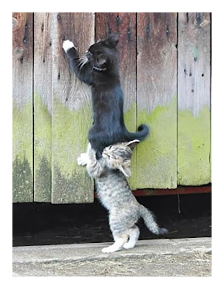 GENTLECAT tweet media