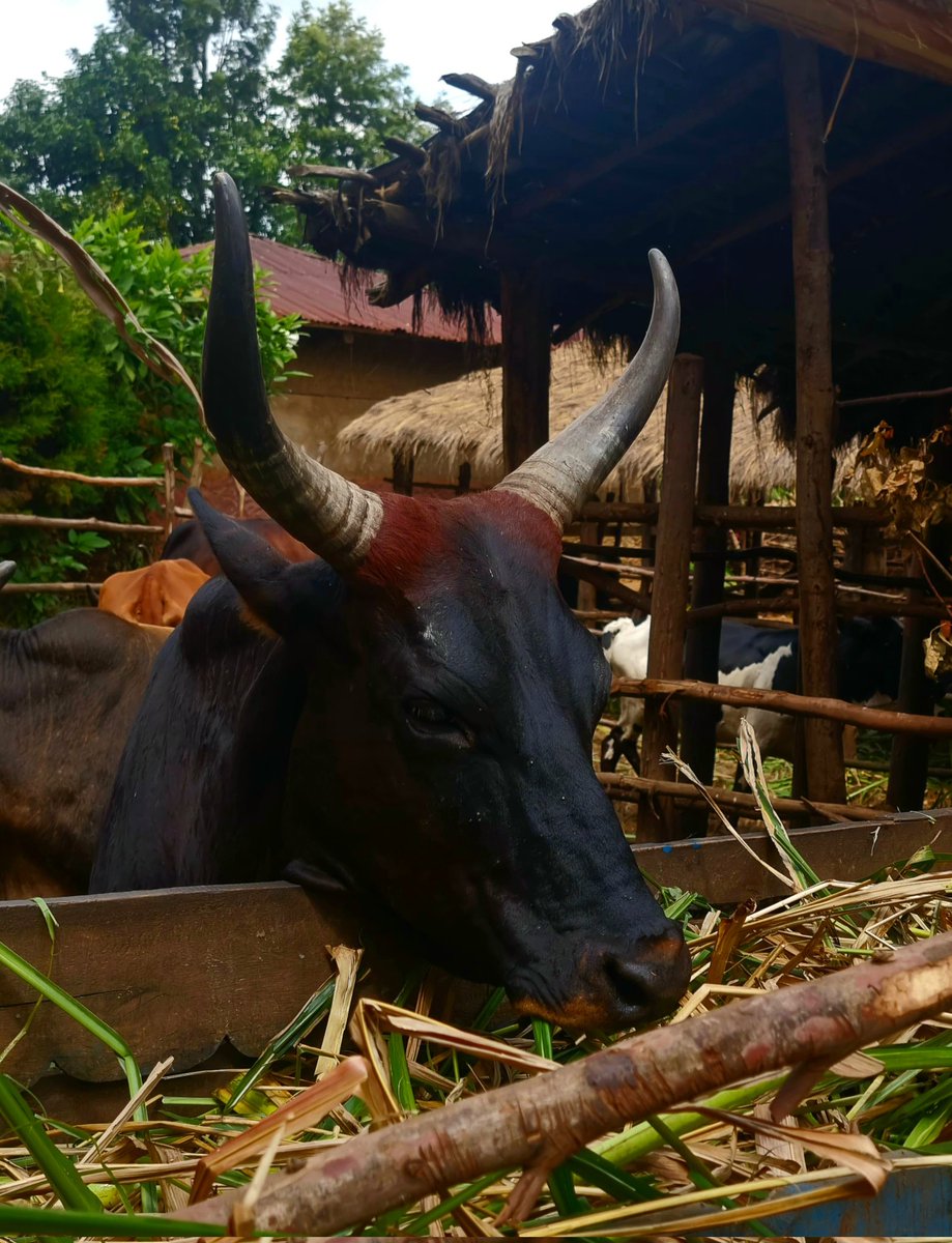 irakoze____'s tweet image. .
Ugutunga inka ni ukuzihebera.

Bahēra bugica bukarinda bwira baziri mu nyuma.

#inka 

****