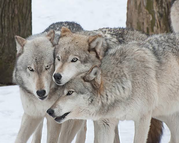 The three wolves.🐺 🐺 🐺 🔥🔥🔥🥵🥵🥵

#JUSTIN #charliemullis #HARUTA #smtr25 #SMTRANIEE <a href="/SMTR25_official/">SMTR25</a> 

Cr. Weibo m.weibo.cn/p/index?extpar…