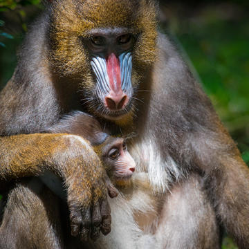 Teacher-Exclusive Fall Events and PDs at the Zoo - mailchi.mp/wcs/pd-2024-su…