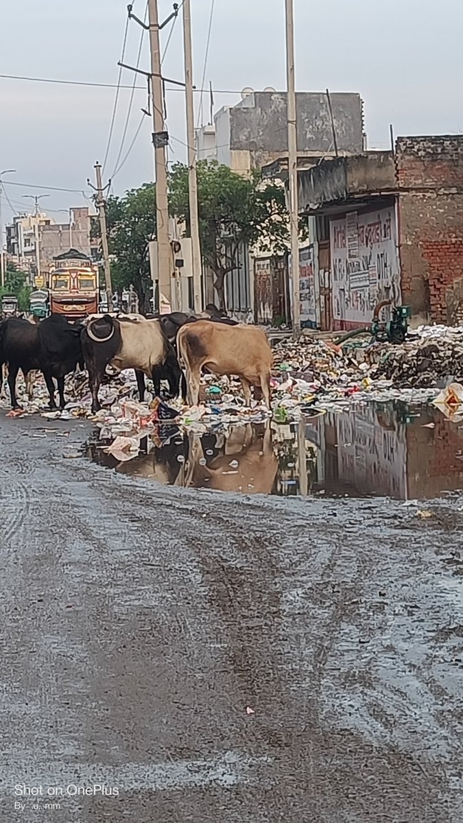 Saksham7dev's tweet image. 📢 Urgent Concern: In Laxmi Vihar, Burari – 110084, waste management staff are dumping garbage on the main road, creating health and hygiene issues. 🚯

Requesting @MCD_Delhi @LtGovDelhi @CMODelhi to take strict action and ensure proper waste disposal.

#SwachhBharat #cleandelhi
