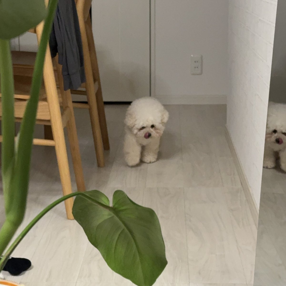 狙っていた後住犬のお残しを無事完食し満足げに戻ってくる犬