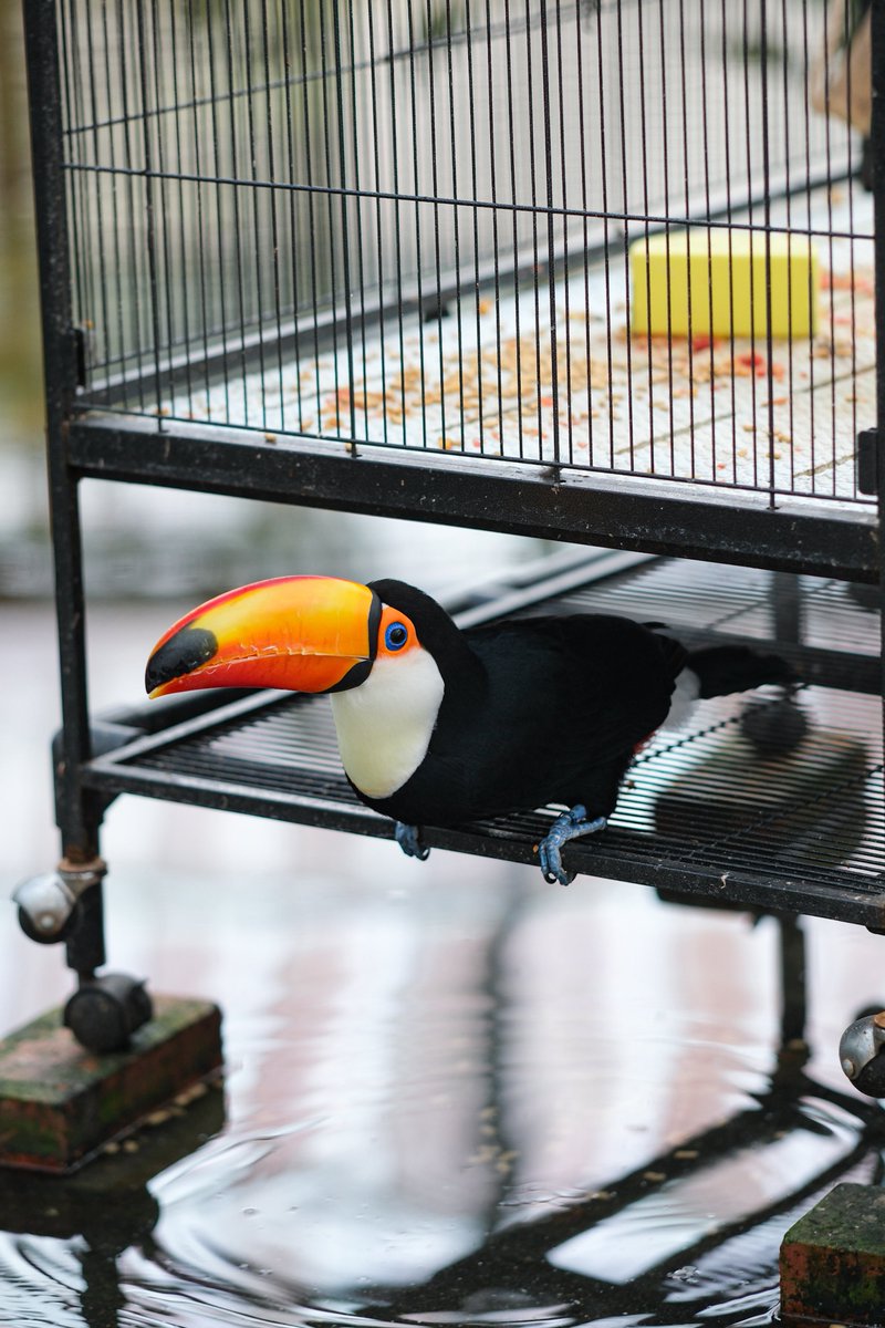 夏が好きなぶた (@natsu_butagogo) on Twitter photo 籠の下の鳥
#オニオオハシ #掛川花鳥園 籠の下の鳥
#オニオオハシ #掛川花鳥園