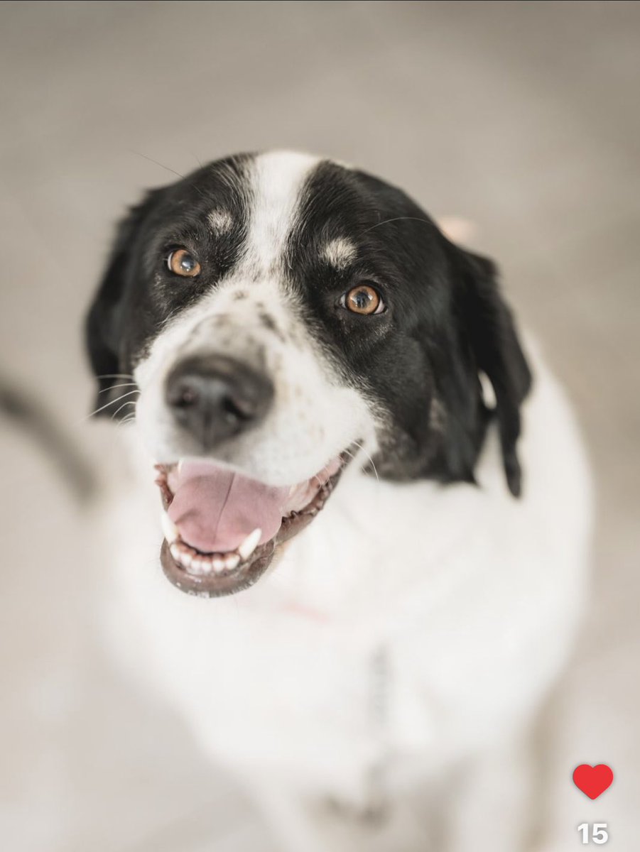 #Παγκοσμια_ημερα_σκυλου

Παγκοζζζμια ημέρα σκύλου σμρ
Γαβ !!! ❤️
ΑΡΙΕΛ τότε και τώρα 🧿❤️🧿