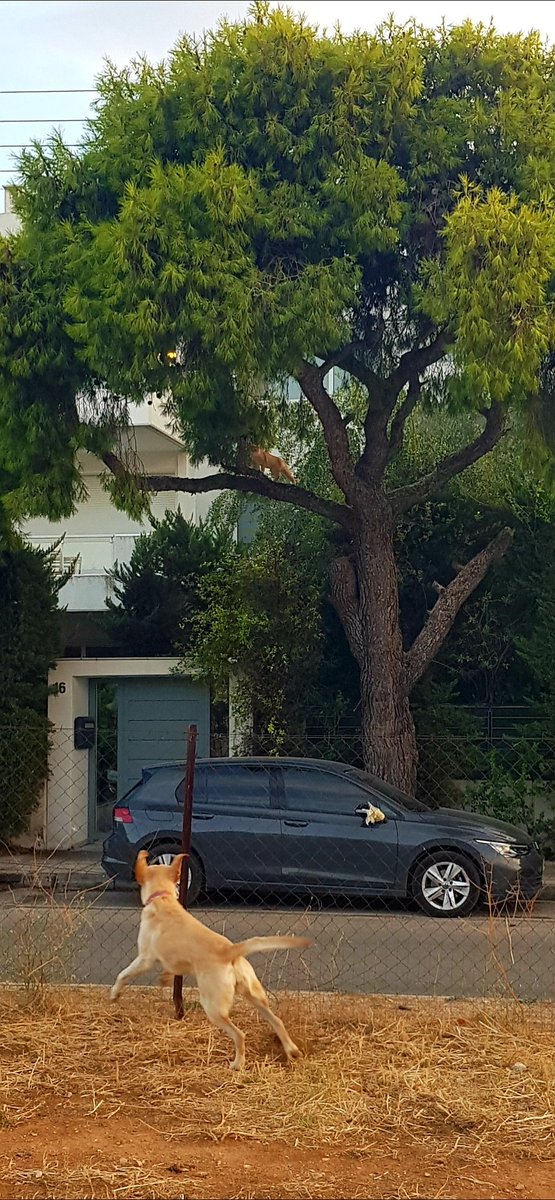 SAKIS BELLAS (@sakisbellas) on Twitter photo 